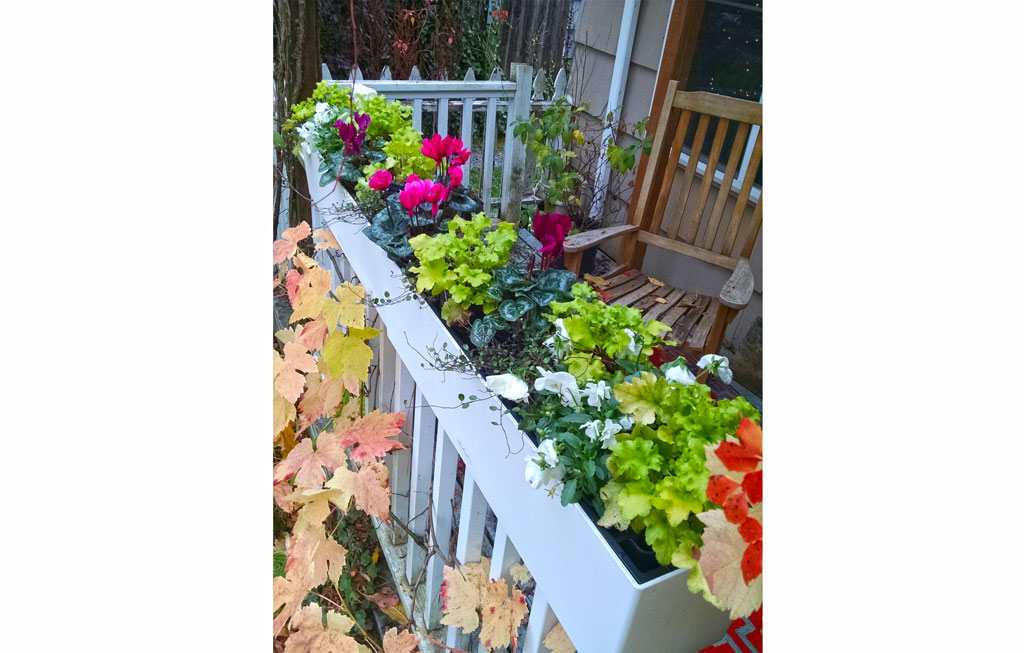 Winter Container Plant Combo